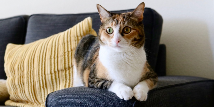 Purina Europe launches Gourmet My Fresh Menu wet cat food in transparent-window pouch