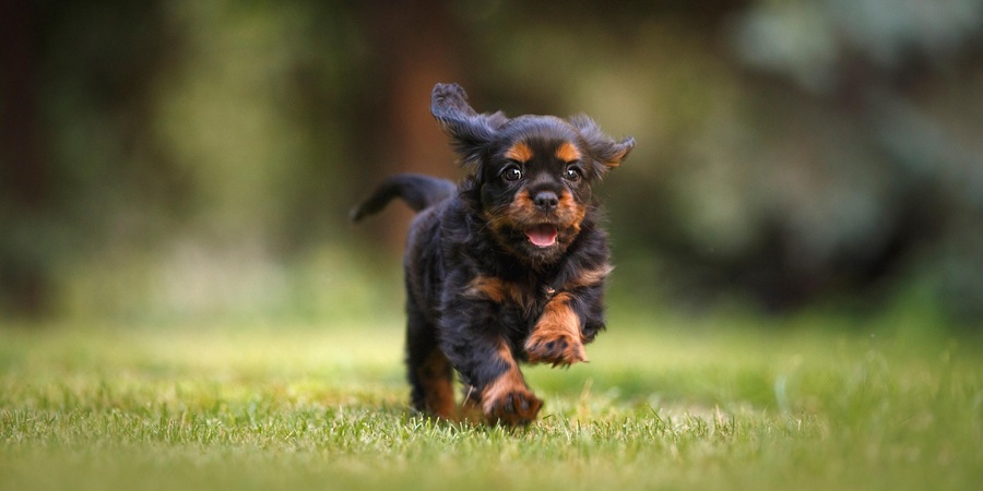 NaturPak appoints senior pet nutritionist as it builds out shelf-stable pet food R&D