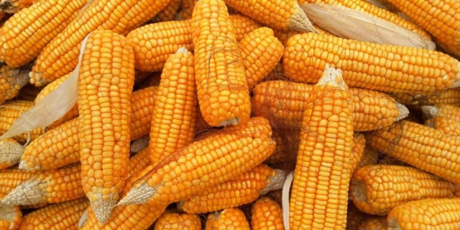 Chinese lab sells 200,000 bags of high-protein corn seed aimed at cutting soybean meal use