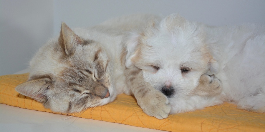 Thailand's owned dog and cat population grows 11.6% a year as veterinary costs reach THB56,000 per animal