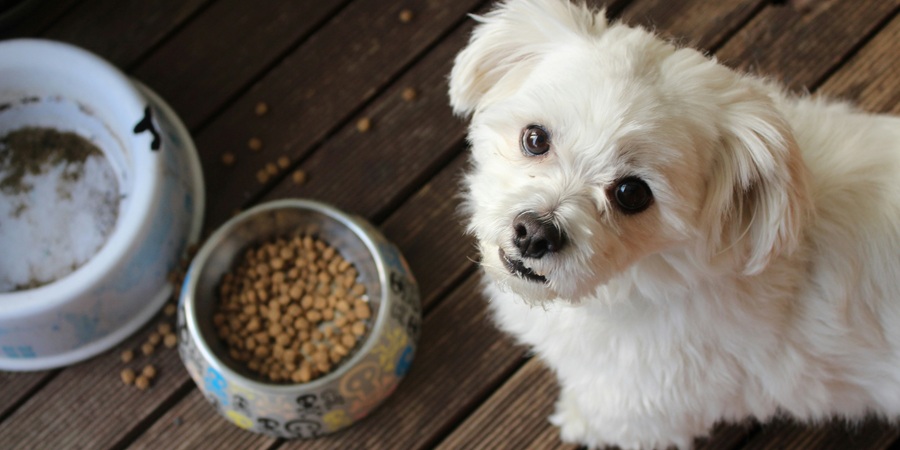 Vietnam's pet owners trade up as online pet food spending rises 27% while volumes fall