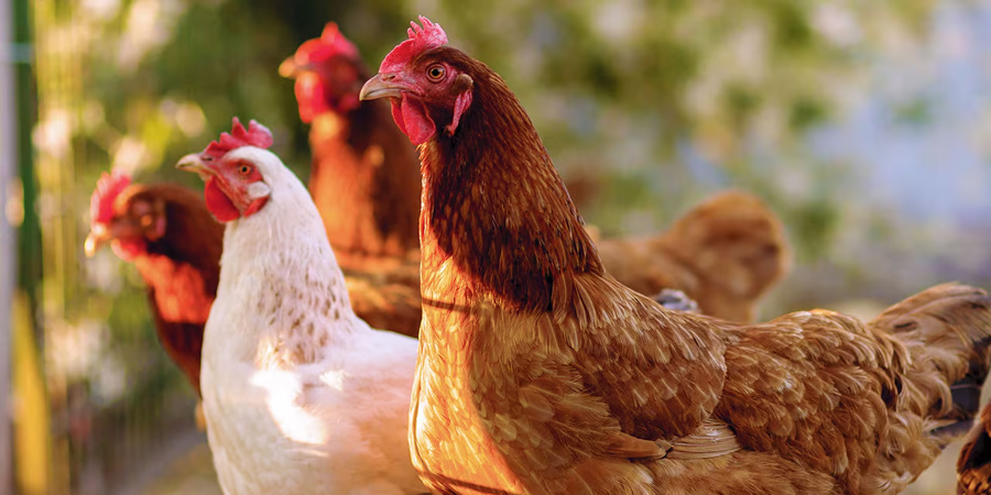 US poultry veterinarians debate avian influenza vaccination as broiler export risk weighs against turkey and layer benefits