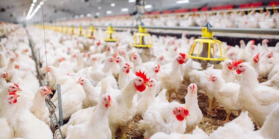 Study finds near-universal antibiotic resistance in E. coli from Bangladeshi poultry, links strains to global gene pool