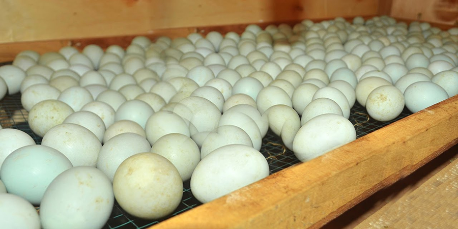 Indonesian minister says free meals programme could absorb 12% national egg surplus
