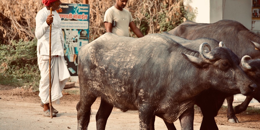 India's livestock product exports rise 44% to US$3.13 billion in April-August, led by buffalo meat and ghee