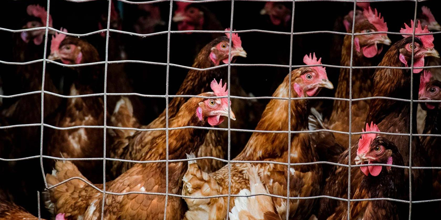 Uganda finalises new poultry genetics import rules to ease layer chick shortage
