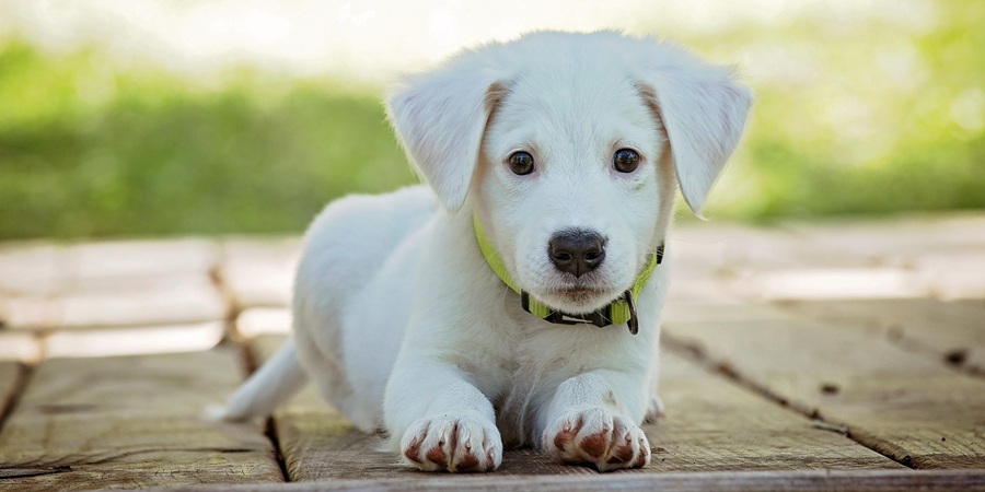 Ollie launches seasonal Holiday Feast recipe, expanding into Petco stores from October