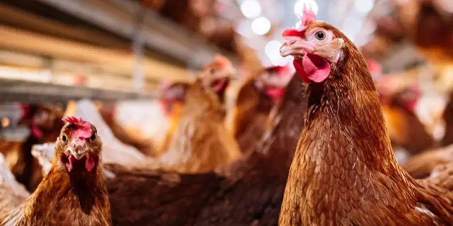 EU audit finds 'systemic shortcomings' in Thailand's poultry export controls