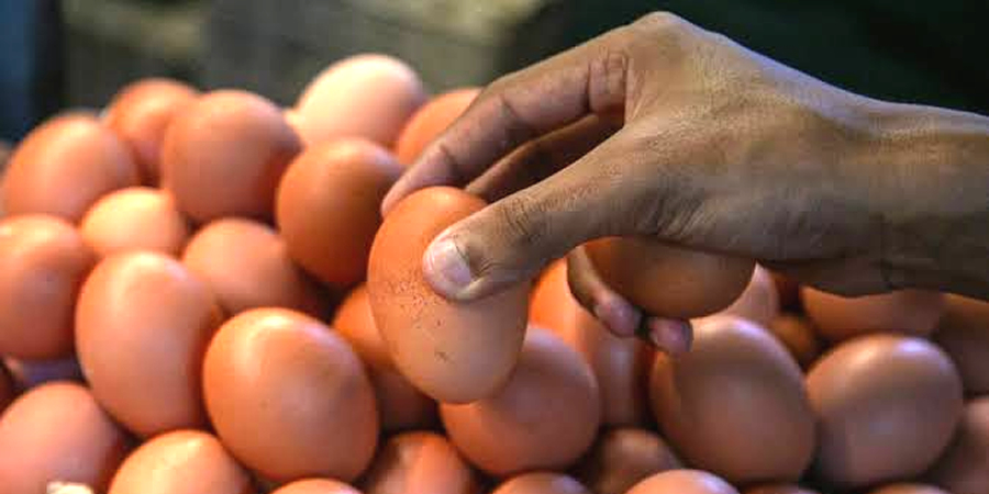 Philippines launches first cage-free egg association as corporate demand grows
