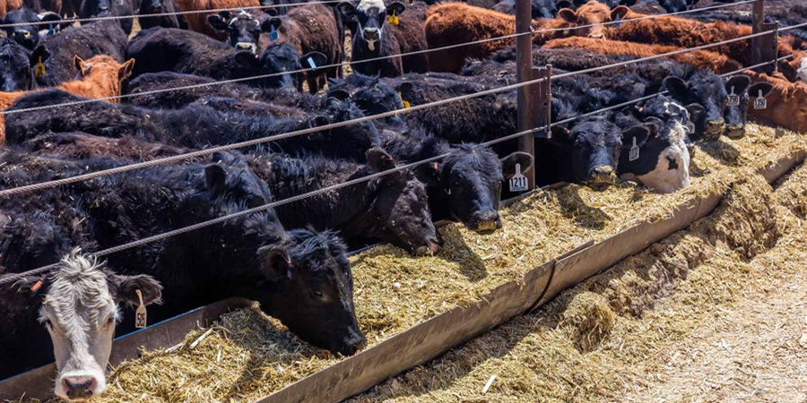 Russia's VIK begins registering veterinary drugs in Indonesia through ...