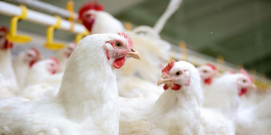EU suspends poultry imports from bird flu-hit zones in Canada, UK and ...