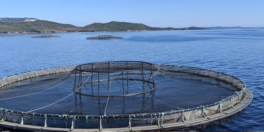 Vietnam's Phu Tho tightens control of feed, drugs and chemicals used in ...