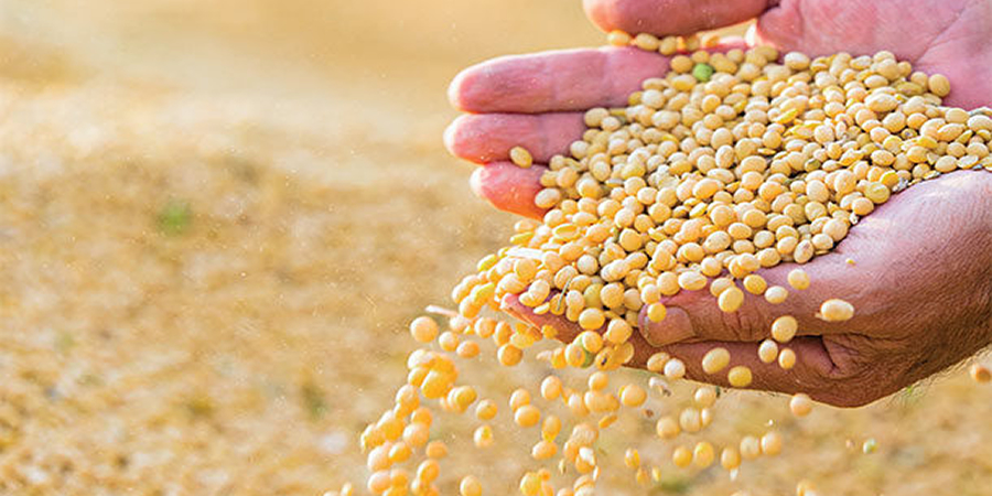 Soybeans fall to two-month low as Lula's Brazil election win lifts ...