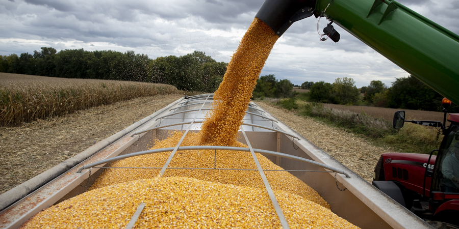 Thai feed mills lift corn buying prices above THB10/kg as CPF pauses ...
